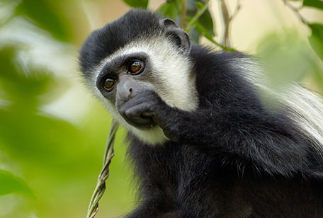 ms-colobus-monkey