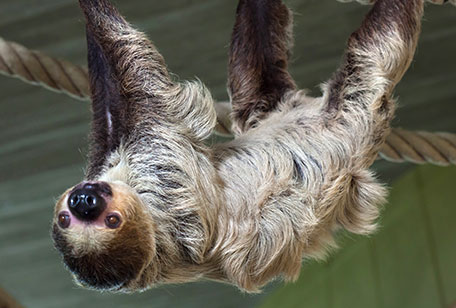 ms-two-toed-sloth