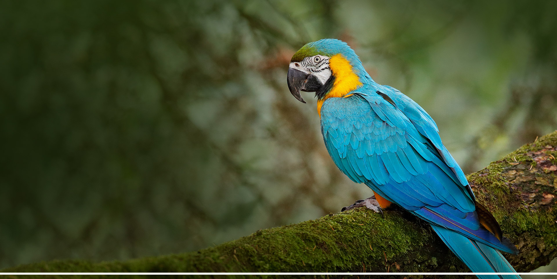 Parrot - Generic
