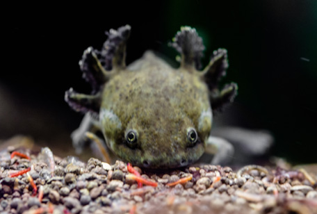 Axolotl