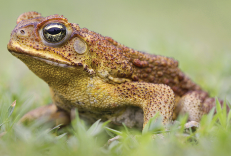 Cane Toad