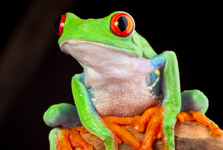 red eyed tree frog habitat