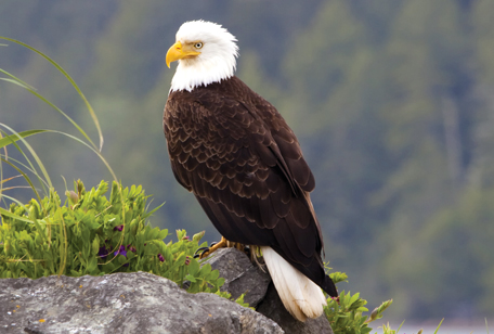 Bald Eagle