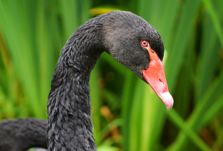Black Swan