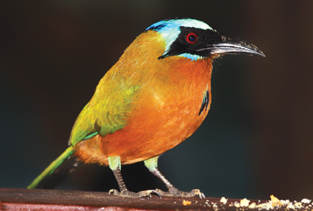 Blue-crowned Motmot