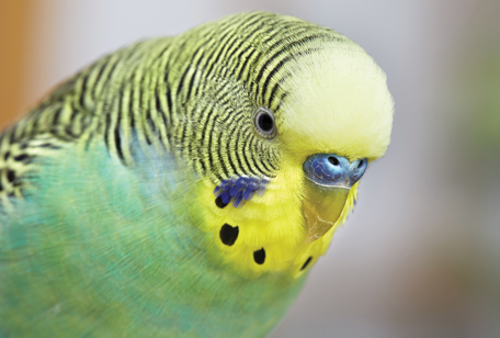 Budgerigar