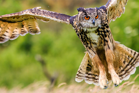 Eurasian Eagle-owl - Niabi Zoo