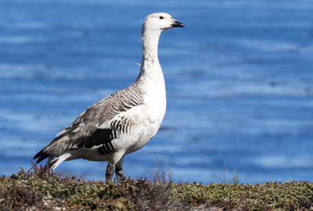 Lesser Magellan Goose