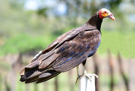 Lesser Yellow-headed Vulture