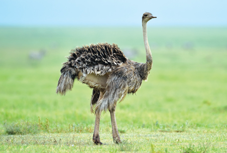 Ostrich - Niabi Zoo