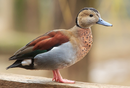 Ringed Teal