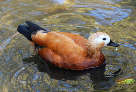 Ruddy Shelduck