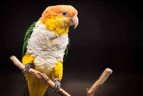 White-bellied Caique