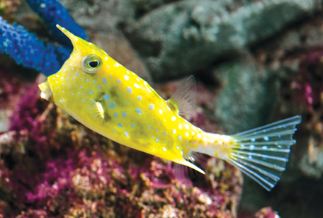 Longhorn Cowfish