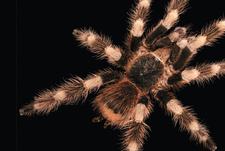 Brazilian Black and White Tarantula