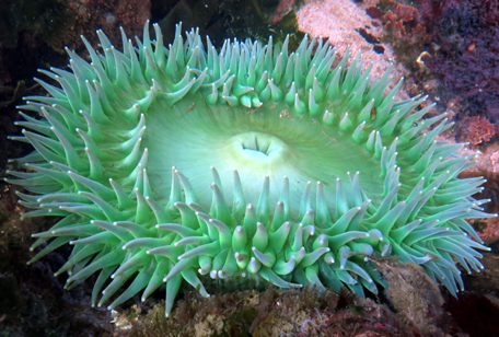 Green Anemone