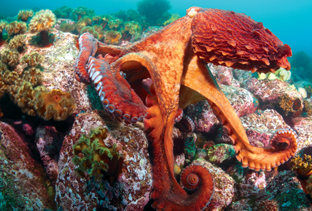 Giant Pacific Octopus