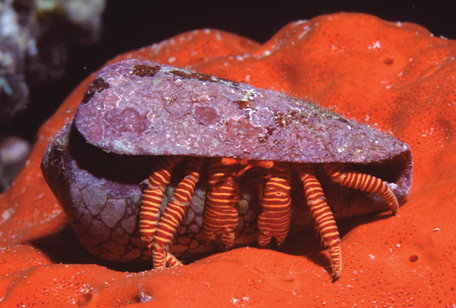 Halloween Orange Band Hermit Crab