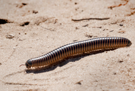 Ivory Millipede