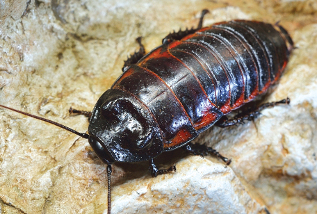 Madagascar Hissing Cockroach