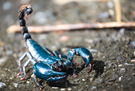 Malaysian Black Scorpion