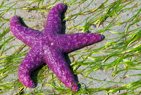 Purple Sea Star