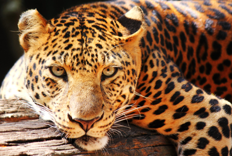 Amur Leopard