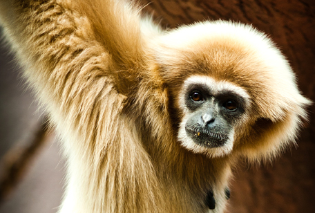 Buff-cheeked Gibbon Monkey