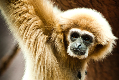 mammal_buffcheekgibbonmonkey