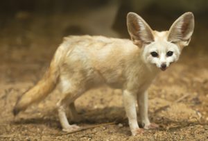 Fennec Fox