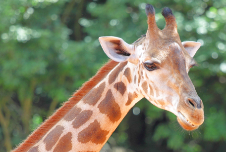 Reticulated Giraffe