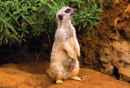 Slender-tailed Meerkat