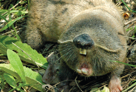 Damaraland Mole Rat