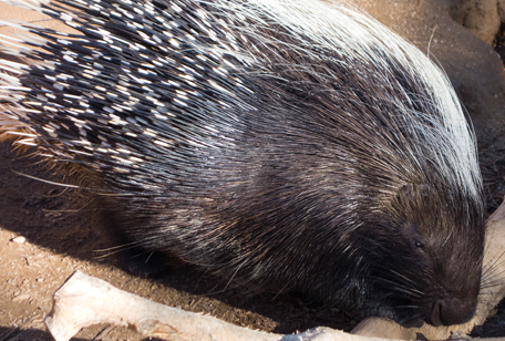 African Crested Porcupine - Niabi Zoo