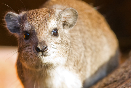 Rock Hyrax