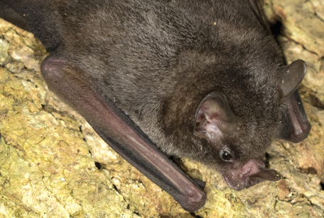 Seba's Short-tailed Bat