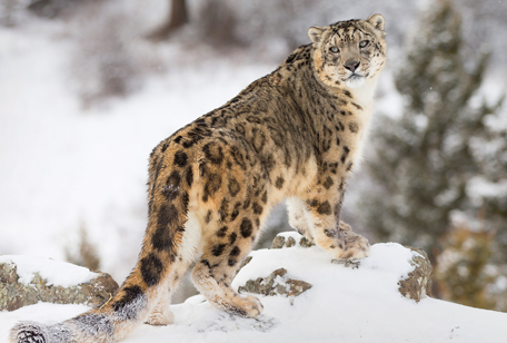 Snow Leopard