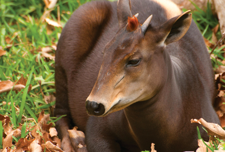 Yellow-backed Duiker