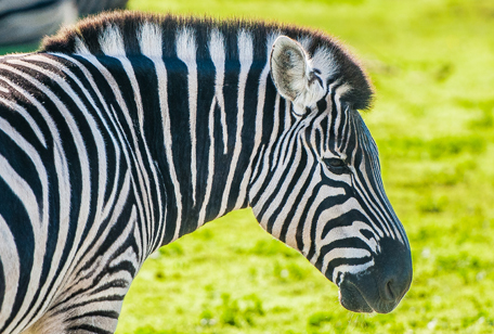 Burchell's Zebra