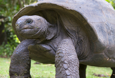 Aldabra Tortoise