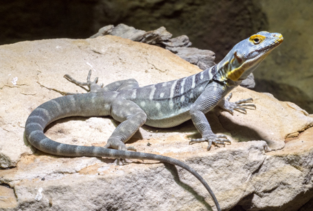 Baja Blue Rock Lizard