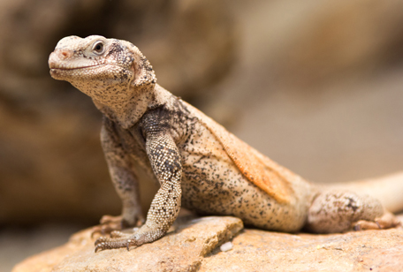 Chuckwalla Lizard