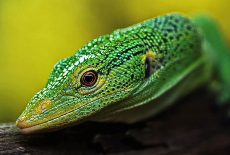 Green Tree Monitor