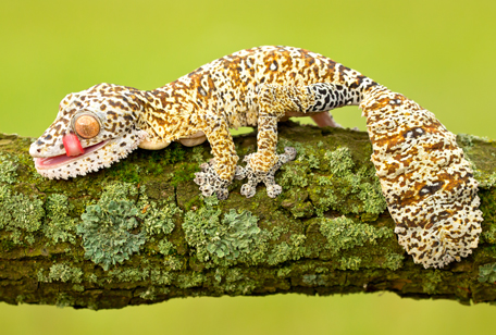 Henkel's Leaf-tailed Gecko