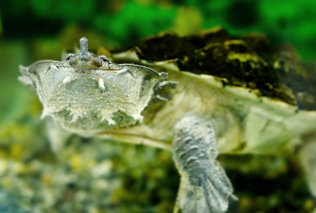 Matamata Turtle