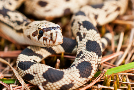 Northern Pine Snake