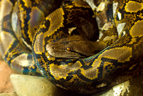 Reticulated Python