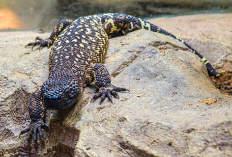 Beaded Lizard