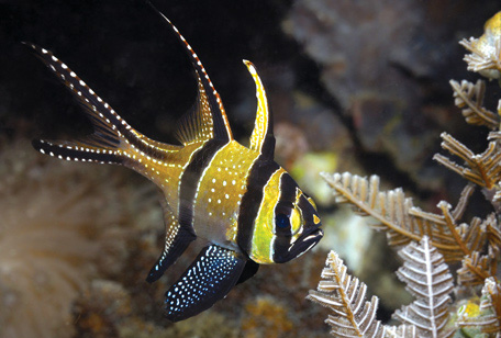 Banggai Cardnal Fish