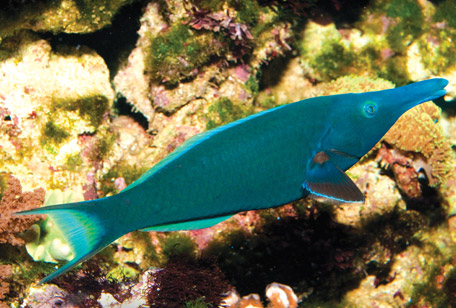 Bird Nose Wrasse